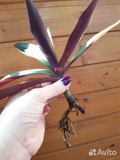 Рео цветок комнатный