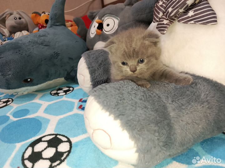 Кошки
