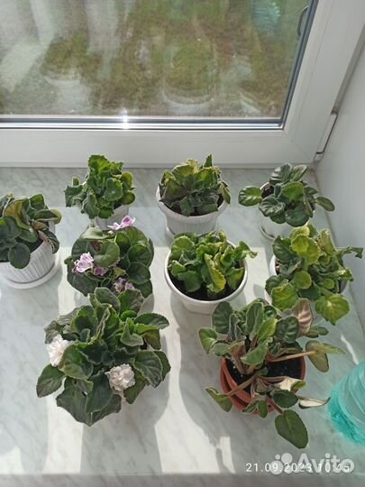 Сортовые фиалки