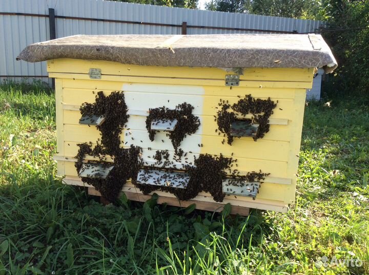 Улей с пчелами