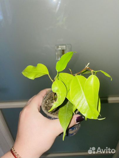 Комнатные цветы