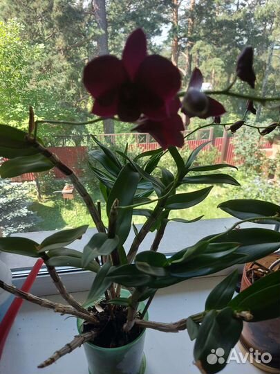 Орхидея дендробиум