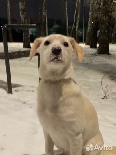 В добрые раки