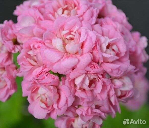 Пеларгония герань сортовая