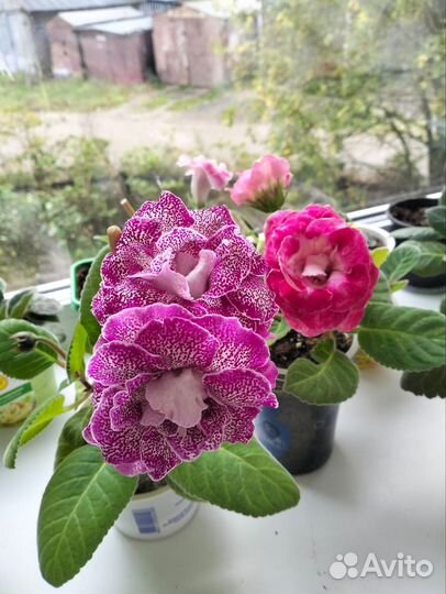 Глоксиния лист