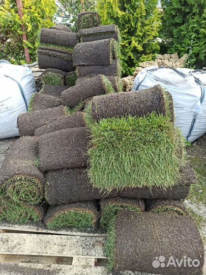 Рулонный газон