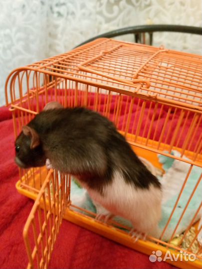 Крыса дамбо