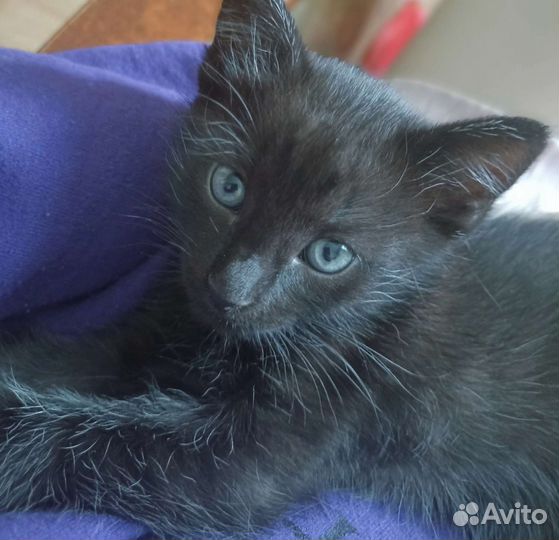 Кошка в дар