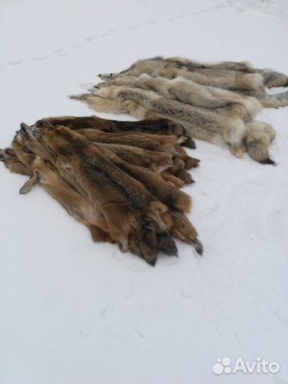 Шкуры степного волка