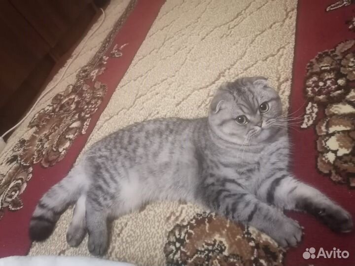 Шотландские озорнички