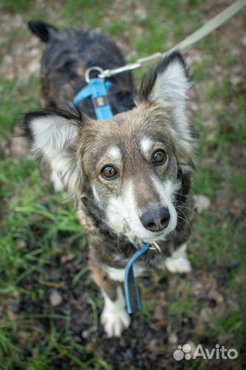 Красавица Матильда в добрые руки