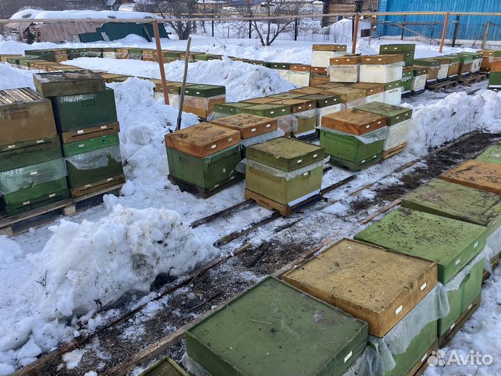 Матки средерусской породы