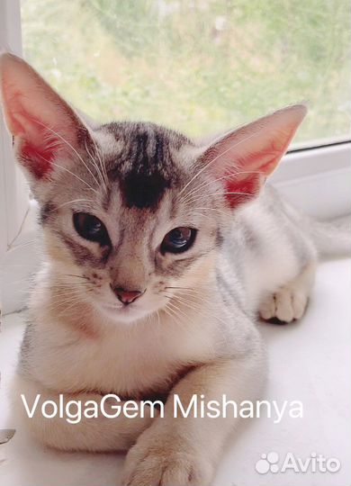 Котята абиссинцы клубные серебро