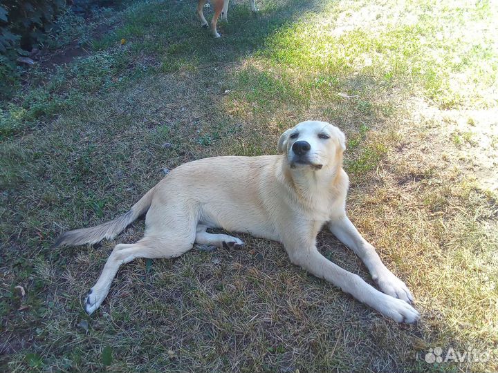 Щенята в добрые руки