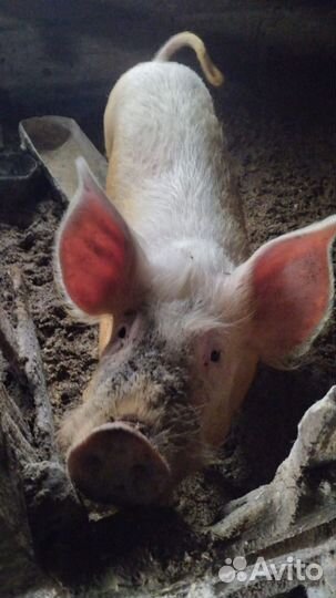 Кабан на племя