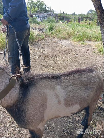 Козел породистый+ коза котная