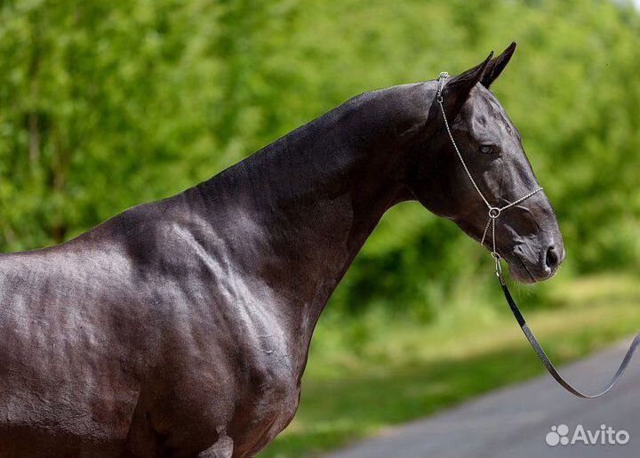 Ахалтекинский жеребец