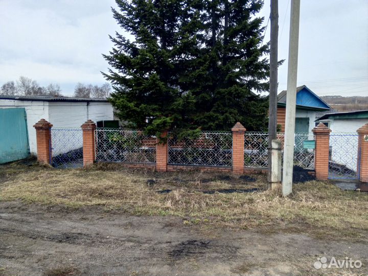 Ель живая
