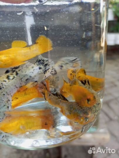 Аквариумные рыбки гуппи