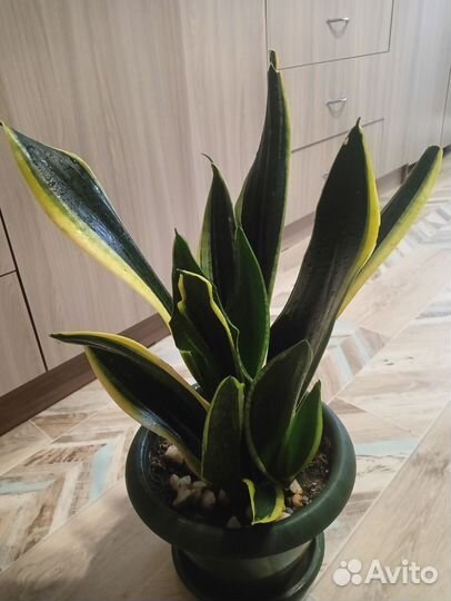 Сансевиерия