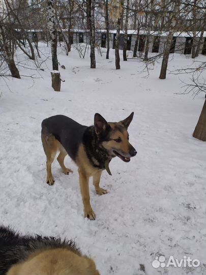 Бывшедомашний пёс Гром грустит в приюте