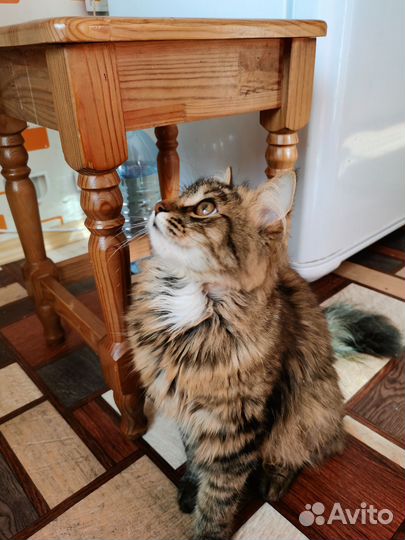 Кот Василий