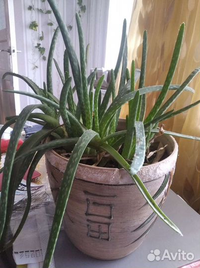 Алоэ лечебный