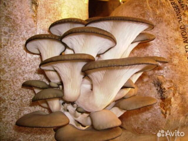 Мицелий грибов Вешенка интересно просто и вкусно