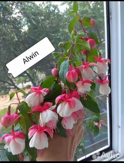 Фуксия (детки)