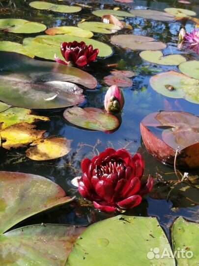 Нимфеи кувшинки