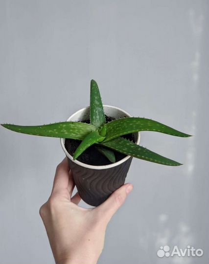 Алоэ лечебный разных размеров