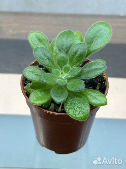 Мини фиалки