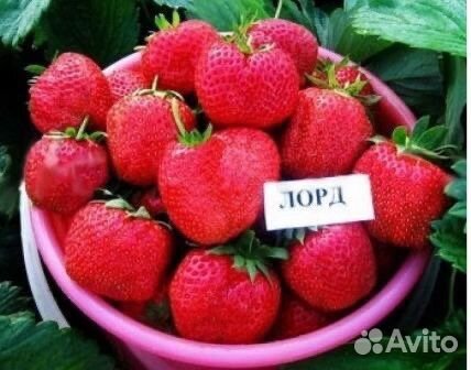 Клубника Лорд рассада