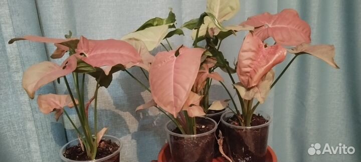 Сингониум Неон робуста