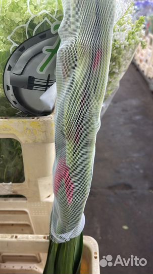 Гладиолусы букет