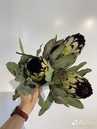 Букет из протеи