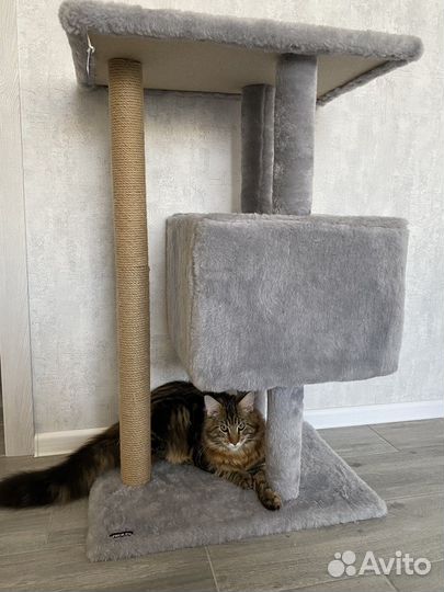 Кошки мейн-кун