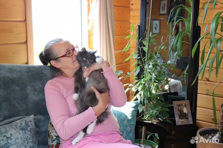 Магический лечебный кот Будда ищет дом