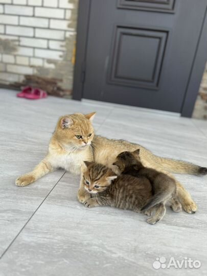 Котята золотая шиншилла