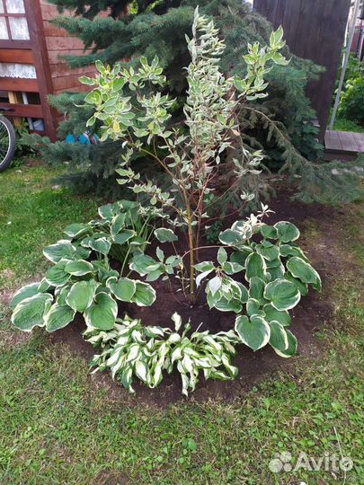 Спирея грефшейм, хоста, бересклет