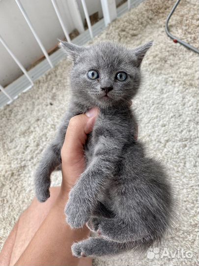 Британский вислоухий