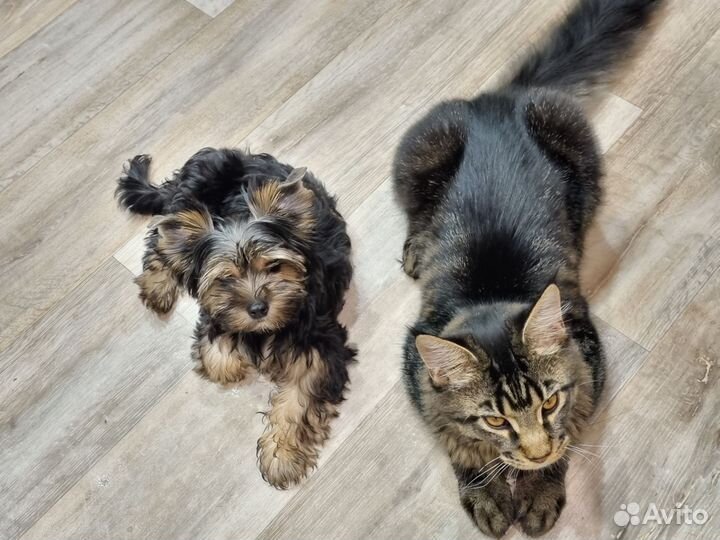 Йоркширский терьер мини мальчик. И кот майн кун