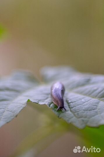 Объектив Tamron 90mm f2.8 macro Nikon