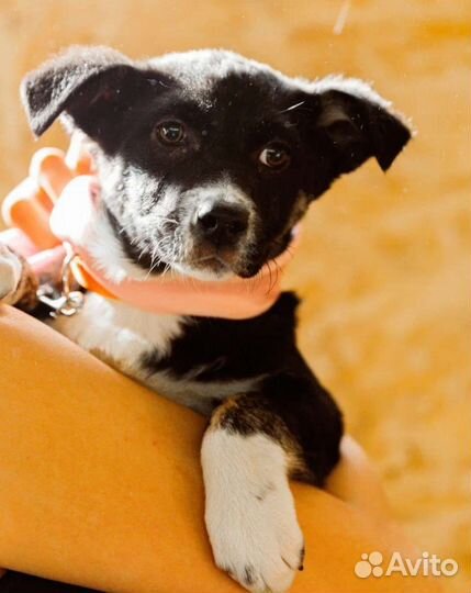 Щенок девочка в добрые руки