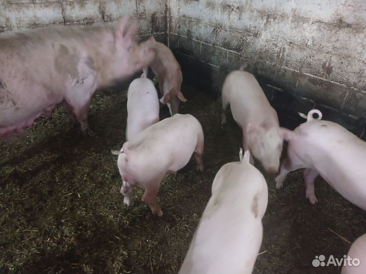 Продаётся хрячок