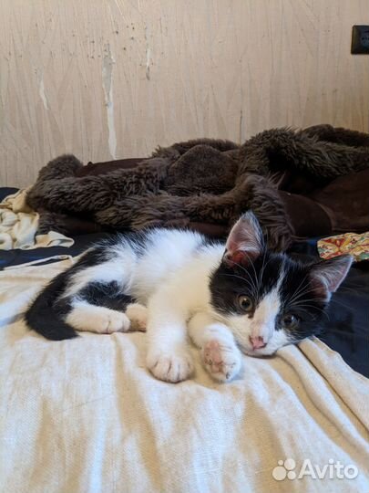 Котята в добрые руки SOS