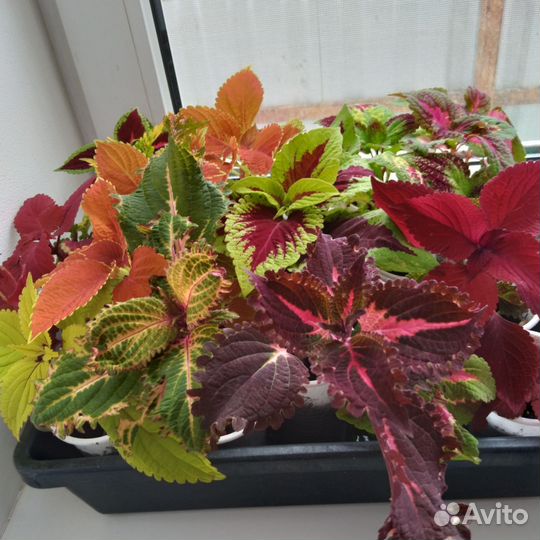 Колеусы вегетативные