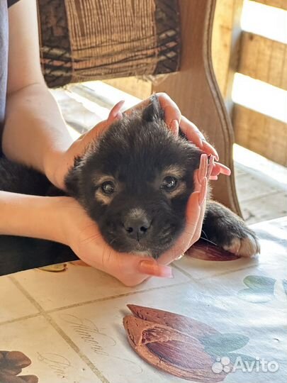 Двортерьер