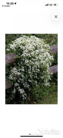 Клемантис Ломонос трехцветковый