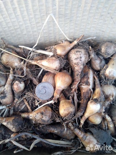 Луковицы нарциссов